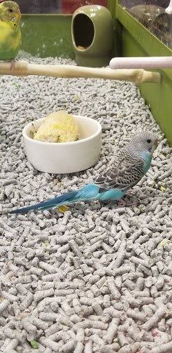 Pet Supply Store «Petco Animal Supplies», reviews and photos, 1808 Tamiami Trail a, Port Charlotte, FL 33948, USA