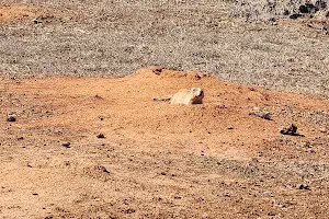 Prairie Dog Field image