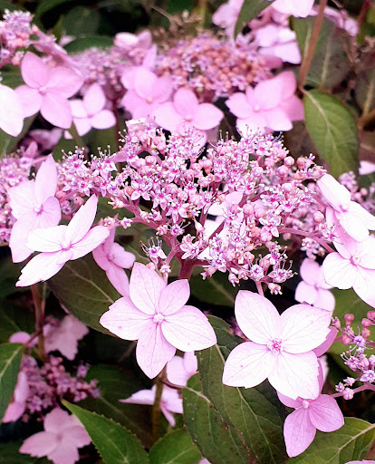 Hydrangea Derby