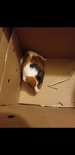 Pet Supply Store «PetSmart», reviews and photos, 4240 S Mooney Blvd, Visalia, CA 93277, USA