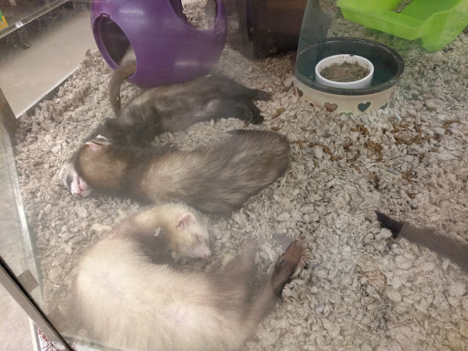 Pet Supply Store «Petco Animal Supplies», reviews and photos, 2807 Wilma Rudolph Blvd, Clarksville, TN 37040, USA