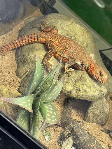 Pet Store «B & B Pet Stop, Inc.», reviews and photos, 5035 Cottage Hill Rd, Mobile, AL 36609, USA