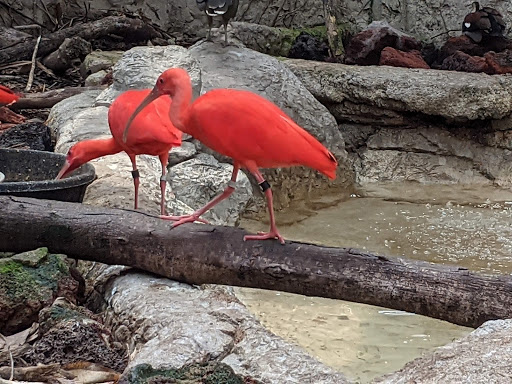 Zoo «Gladys Porter Zoo», reviews and photos, 500 E Ringgold St, Brownsville, TX 78520, USA