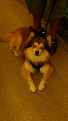 Pet Supply Store «Petco Animal Supplies», reviews and photos, 4840 N Pulaski Rd #100, Chicago, IL 60630, USA