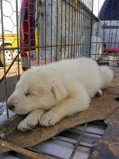 Park «Friendship Park», reviews and photos, 12325 W McDowell Rd, Avondale, AZ 85323, USA