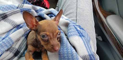 Pet Supply Store «PetSmart», reviews and photos, 1285 Johnson Ferry Rd, Marietta, GA 30068, USA