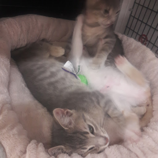 Pet Store «Pet Supermarket, Inc.», reviews and photos, 2446 N University Dr, Coral Springs, FL 33065, USA