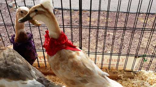 Pet Supply Store «P & D Pet Supply», reviews and photos, 79 N Mountain Blvd, Mountain Top, PA 18707, USA