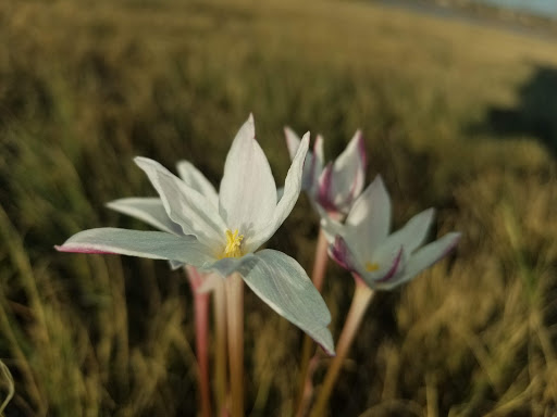 Jewelry Store «Jared The Galleria of Jewelry», reviews and photos, 2425 S Stemmons Fwy, Lewisville, TX 75067, USA