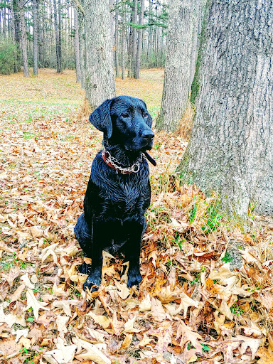 Johnson Veterinary Care, Inc. image