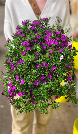 Florist «Orchids & Ivy Flowers & Gifts Columbus, OH», reviews and photos, 2814 Fishinger Rd, Upper Arlington, OH 43221, USA