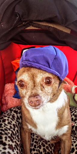 Thrift Store «Goodwill», reviews and photos, 3868 Forni Rd, Placerville, CA 95667, USA