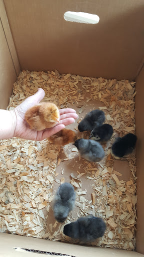 Home Improvement Store «Tractor Supply Co.», reviews and photos, 1415 Olney Ave SE, Port Orchard, WA 98366, USA