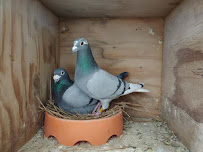 Yousef Karzoki Ranch - Photo 8 - Car repair in Acton, CA, Palmdale