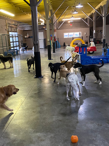 Opie's Doggie Playcare & Salon