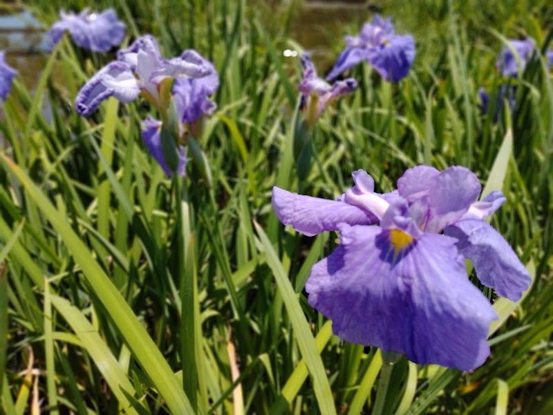 曽根城公園菖蒲園