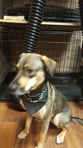 Pet Store «Pet Valu», reviews and photos, 2645 Shillington Rd, Sinking Spring, PA 19608, USA