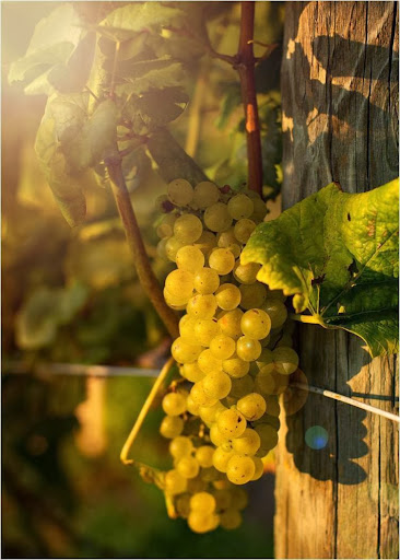 Vineyard «Naked Mountain Winery & Vineyards», reviews and photos, 2747 Leeds Manor Rd, Markham, VA 22643, USA