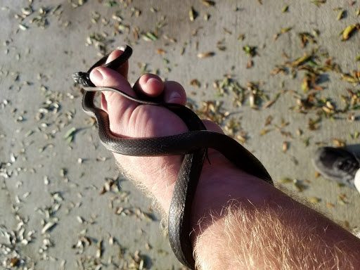 Pest Control Service «Critter Control», reviews and photos