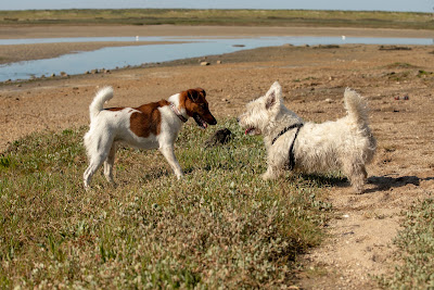 mon Animal sans Moi à Combrit