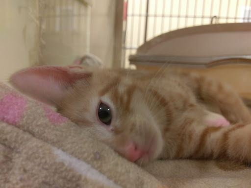 Pet Supply Store «PetSmart», reviews and photos, 5401 N Garland Ave, Garland, TX 75040, USA