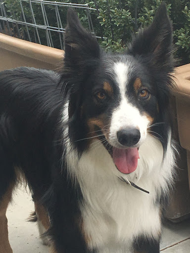 Pet Supply Store «44 Livestock & Pet Supply», reviews and photos, 12601 ID-44, Middleton, ID 83644, USA