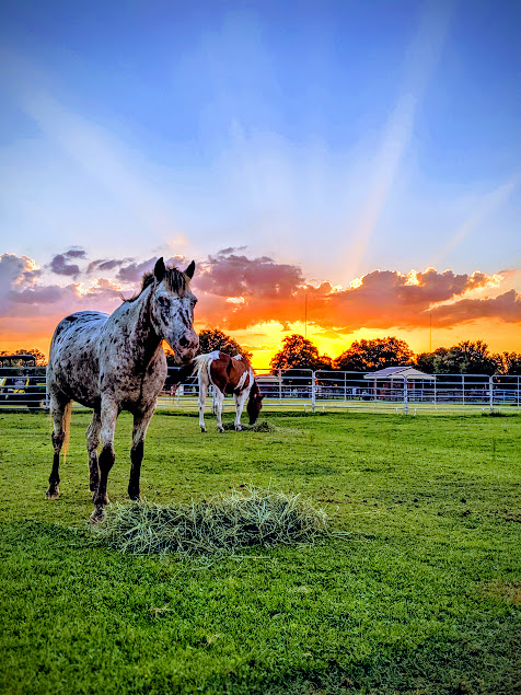 South West Florida Horse Rescue, Inc.