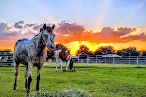 South West Florida Horse Rescue, Inc. image