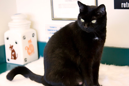 Animal Hospital of Peak Plaza