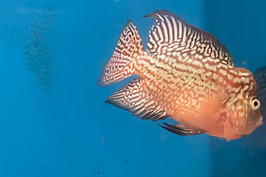 PRAMOD’S FLOWERHORN WORLD image