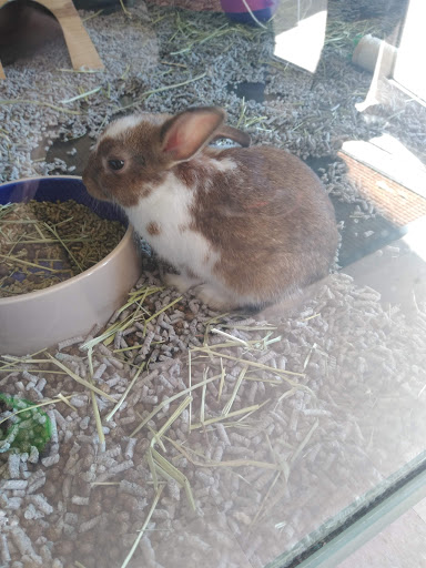 Pet Store «Petland Vineyard - San Antonio», reviews and photos, 1309 North Loop 1604 W #101, San Antonio, TX 78258, USA