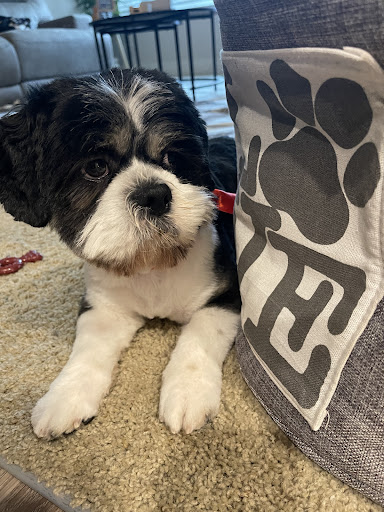 Pet Groomer «Woof Gang Bakery & Grooming Lake Nona - Retail, Grooming», reviews and photos, 10743 Narcoossee Rd, Orlando, FL 32832, USA