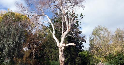 Bristol Tree Care