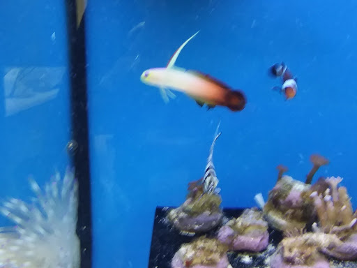 Pet Supply Store «Petco Animal Supplies», reviews and photos, 5190 Borgen Blvd #201, Gig Harbor, WA 98332, USA