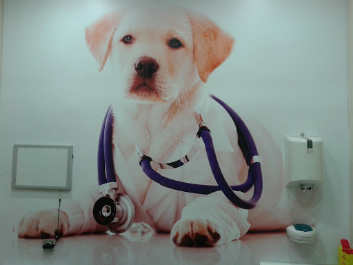 Parchis Centro Veterinario en Gijón