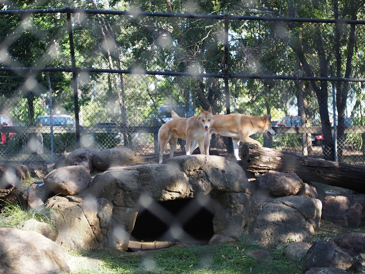 Queens park zoo