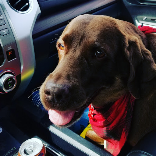 Teacher's Pet Rescue