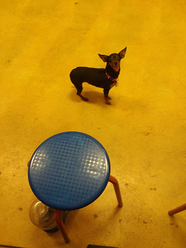 Pet Supply Store «PetSmart», reviews and photos, 1600 N Jackson St #310, Tullahoma, TN 37388, USA