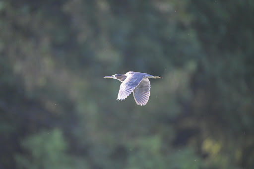 Nature Preserve «LLELA Nature Preserve», reviews and photos, 201 E Jones St, Lewisville, TX 75057, USA