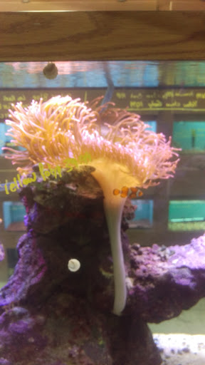 Aquarium Shop «Centreville Aquarium», reviews and photos, 13830 Lee Hwy # 7, Centreville, VA 20120, USA
