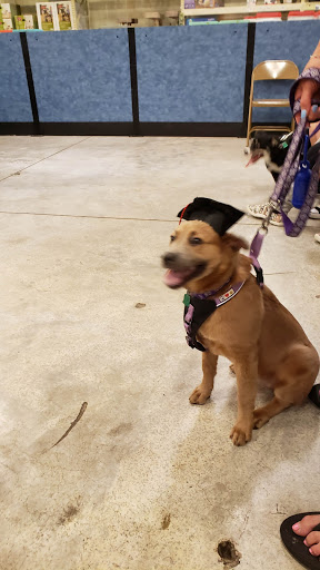 Pet Supply Store «PetSmart», reviews and photos, 4550 W Lake Mary Blvd, Lake Mary, FL 32746, USA