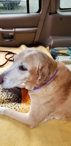 Willow Farm Pet Services, 21 VT-106, North Springfield, VT 05150, USA, 