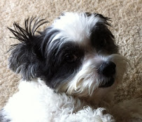 It's Raining Cats and Dogs Pet Sitters - Photo 2 - Car repair in , West Palm Beach