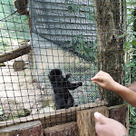 Photo n° 3 de l'avis de Pierre.o fait le 24/08/2021 à 15:47 pour Réserve Zoologique de Calviac à Calviac-en-Périgord