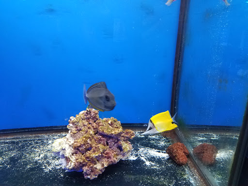 Pet Store «Tanks A Lot Aquariums», reviews and photos, 6680 Lantana Rd, Lake Worth, FL 33467, USA
