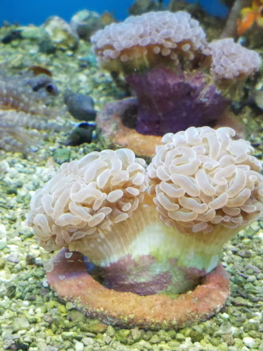 Shopping Mall «Highlands Square Shopping Center», reviews and photos, 250 Highlands Square Dr, Hendersonville, NC 28792, USA