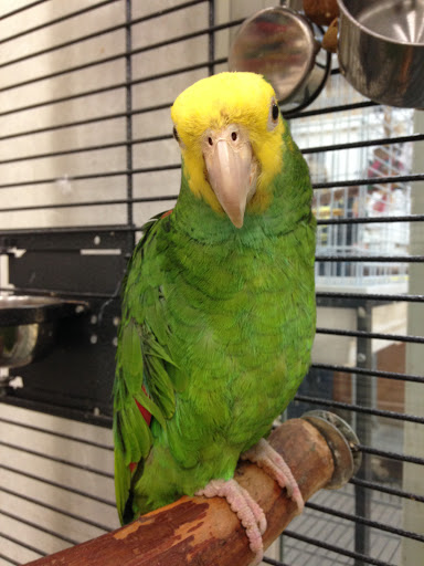 Bird Shop «Paterson Bird Store», reviews and photos, 13 Furler St # 1, Totowa, NJ 07512, USA