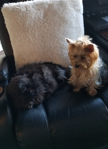 Pet Store «PetSmart», reviews and photos, 6545 North Grand Parkway West Suite 104, Spring, TX 77389, USA