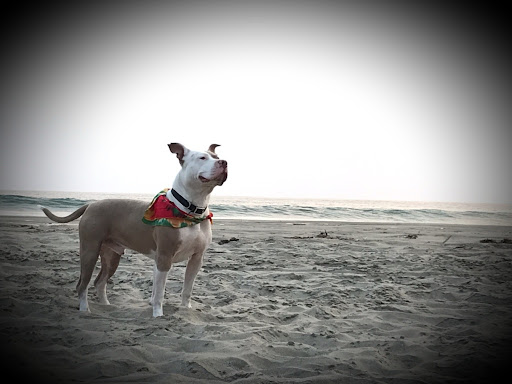 Pet Supply Store «Pet Food Express», reviews and photos, 1902 S Bascom Ave, Campbell, CA 95008, USA