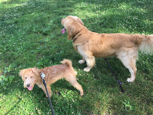 Park «Raymond Park», reviews and photos, Raymond St, Cambridge, MA 02140, USA